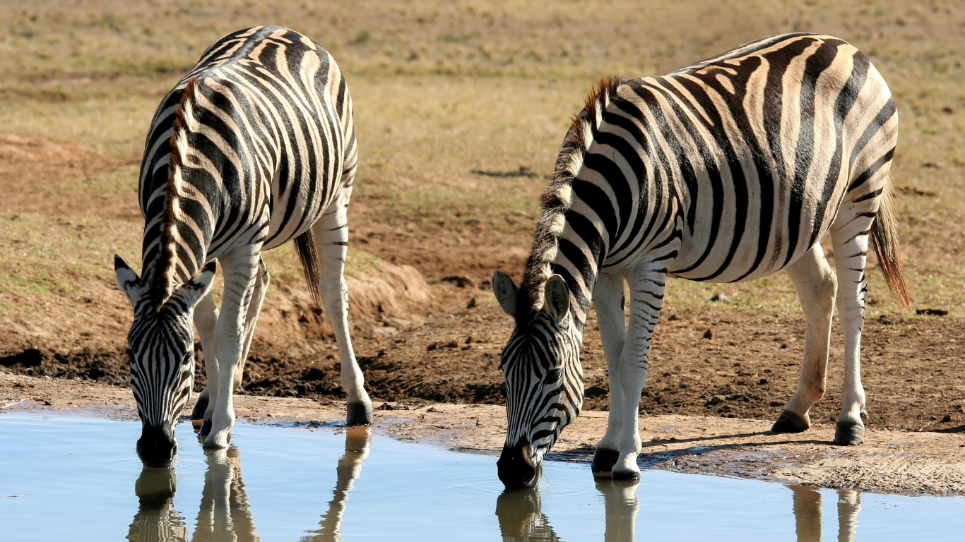 Addo drought still raging! Here’s how we’re helping. 3