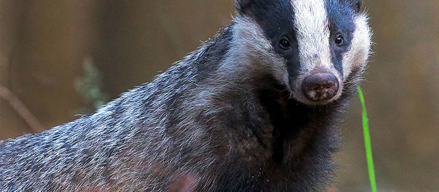 UK expands the kill zone for badgers 1