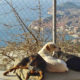 Potential site for new animal shelter visited by mayor of Dubrovnik