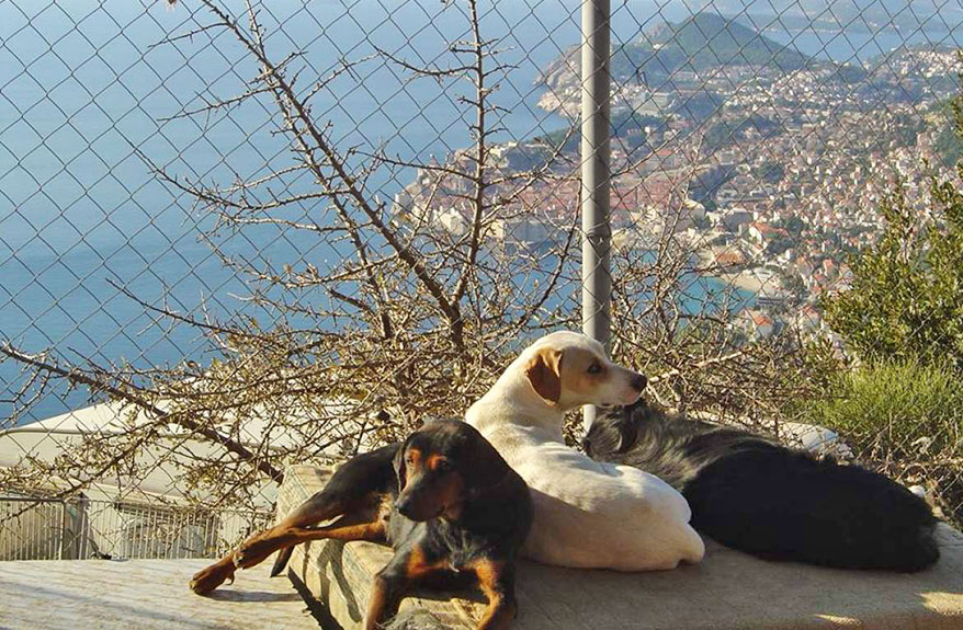 Potential site for new animal shelter visited by mayor of Dubrovnik 1
