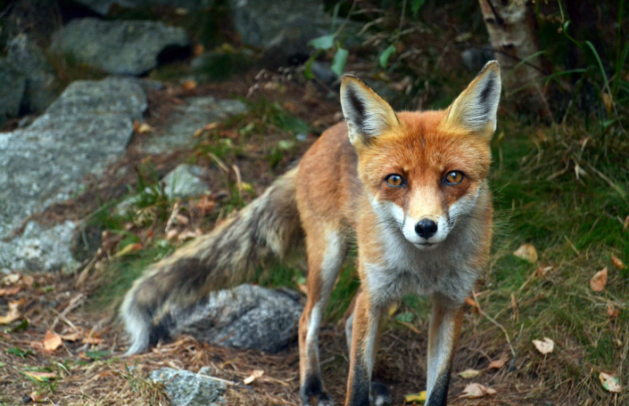 National Trust hunting ban defeated by a whisker