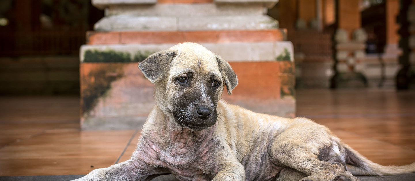 PAL is making exceptional progress in Montenegro 1