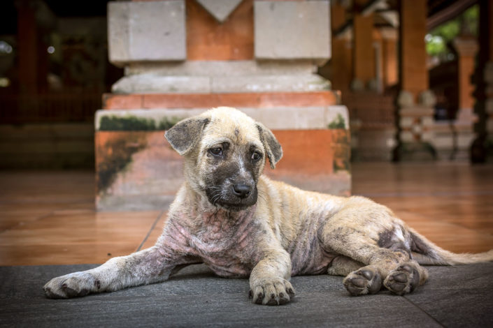 Animal shelters in Montenegro