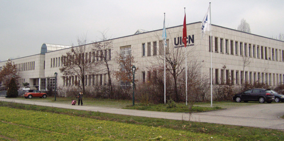 New hope for fin whales and mountain gorillas 1