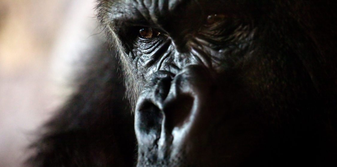 Chimpanzees, Orangutans and Gorillas in Great Danger of COVID-19 1