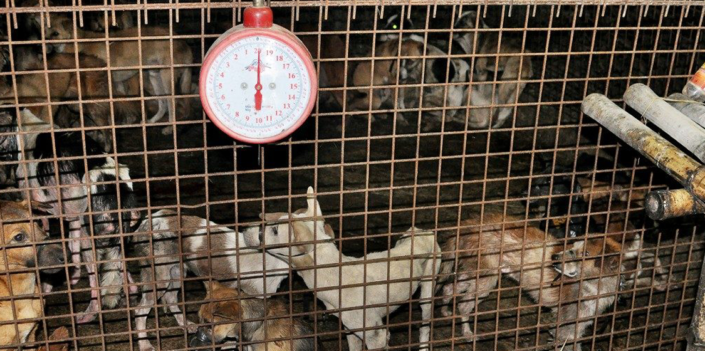 Dog Meat Trade