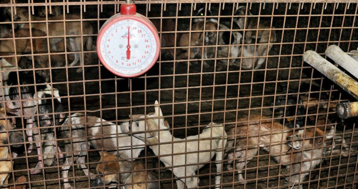 Dog Meat Trade
