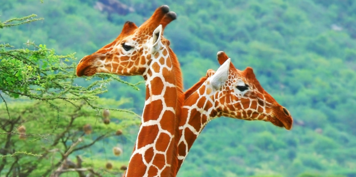 Giraffes