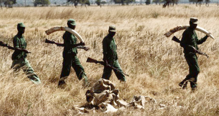 Elephant Poachers