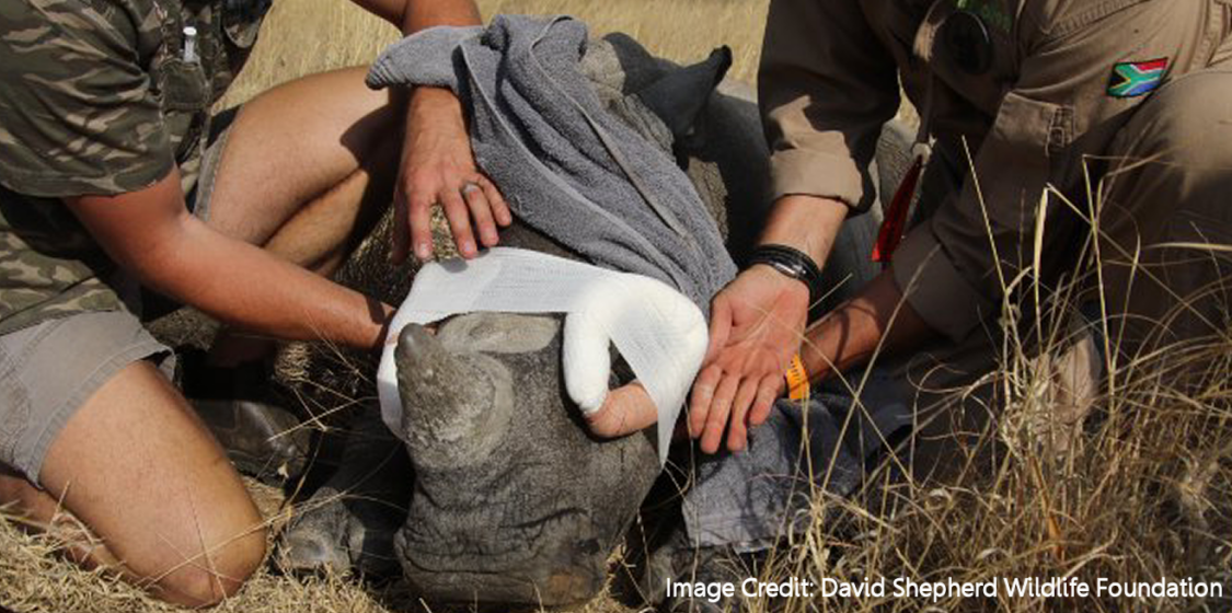 Orphaned rhino highlights the tragedy of the trade in rhino horn 1