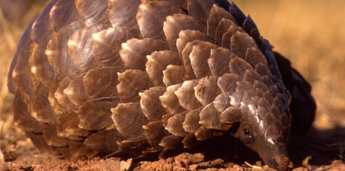 Pangolin