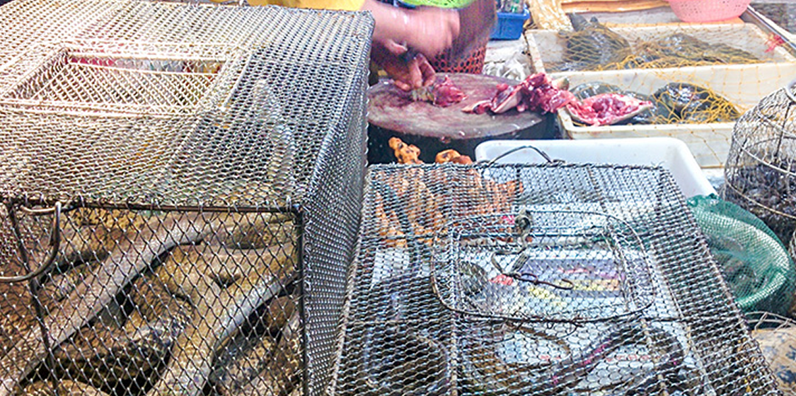 The billion dollar international trade in reptiles ignored health and helped the coronavirus. 1