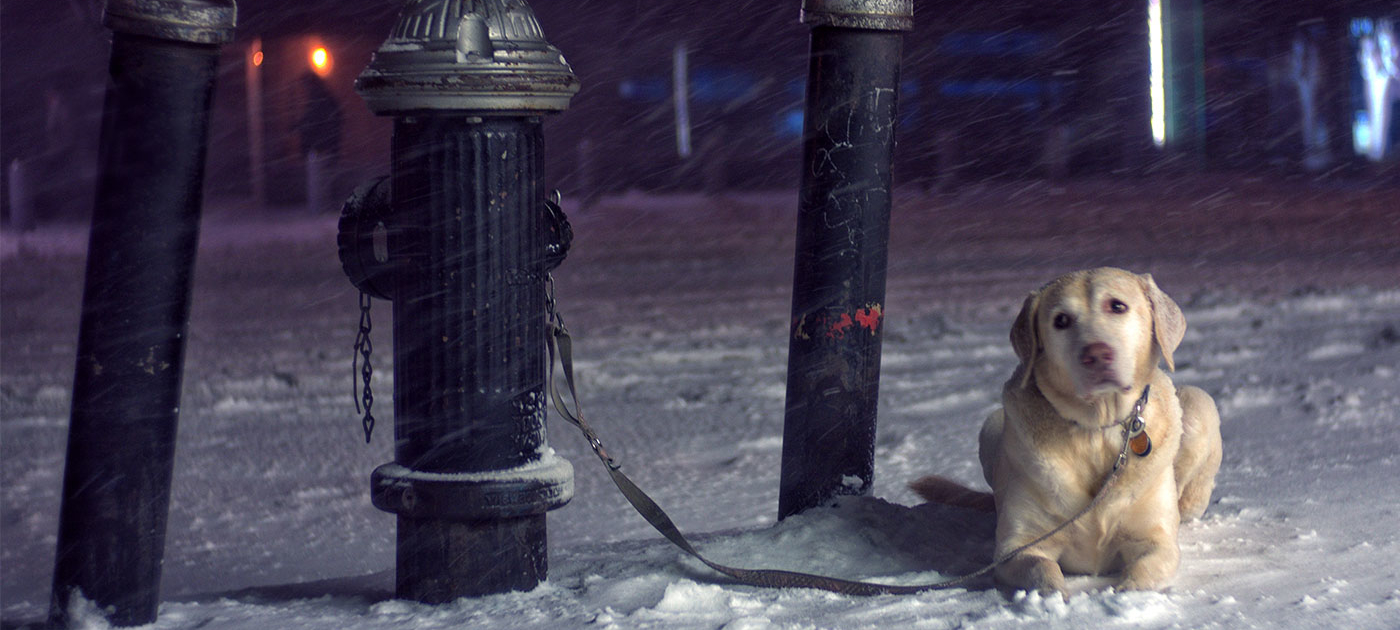 Post-Brexit pets face forced separation from their owners 1