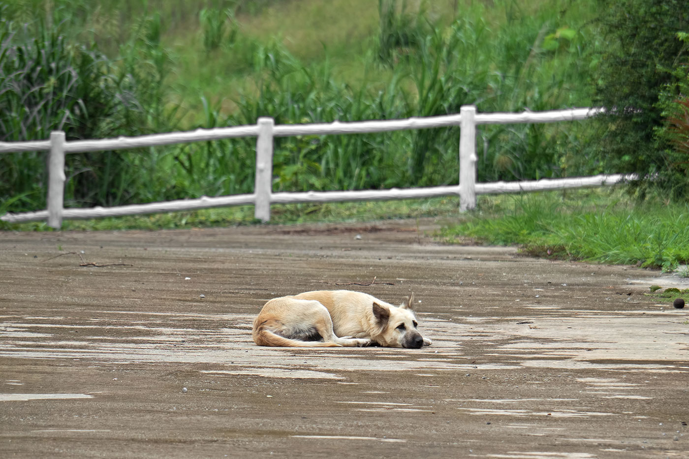 appeal-brexit-dog-abandoned Post-Brexit pets face forced separation from their owners 1