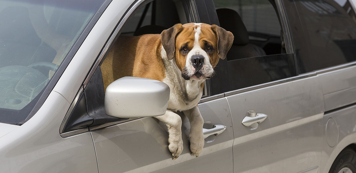 appeal-brexit-dog-cta Post-Brexit pets face forced separation from their owners 5