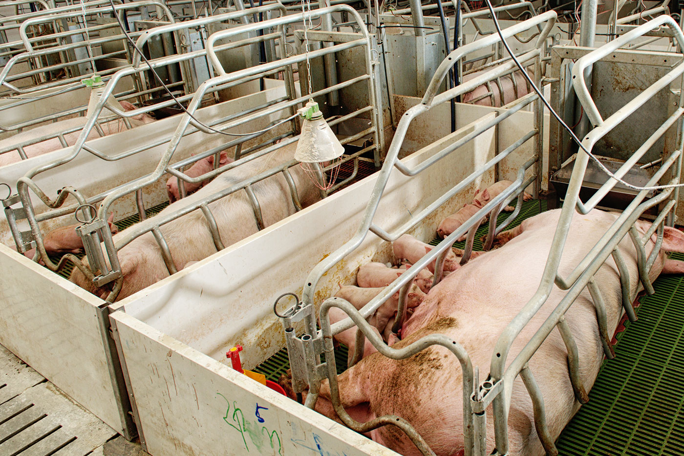 appeal-brexit-pig Post-Brexit pets face forced separation from their owners 3