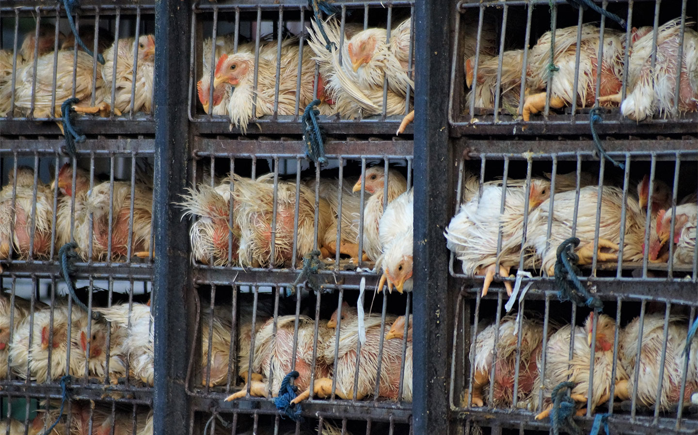 appeal-chickens_FI Post-Brexit pets face forced separation from their owners 2