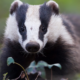 Badger Cull