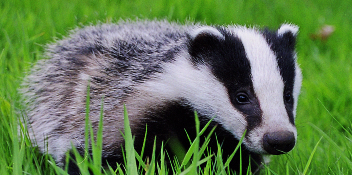 Badger Cull