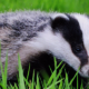 Badger Cull