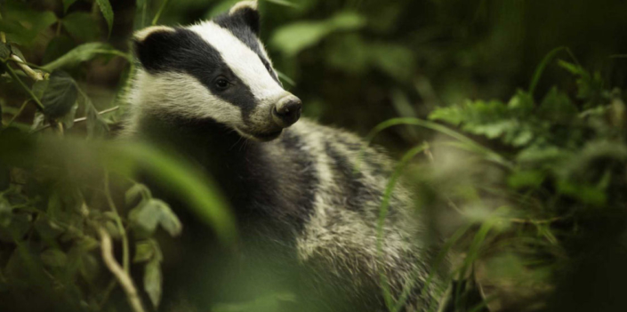 Badger Cull