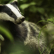 Badger Cull