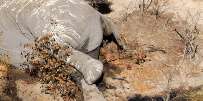 Elephant massacre in Botswana