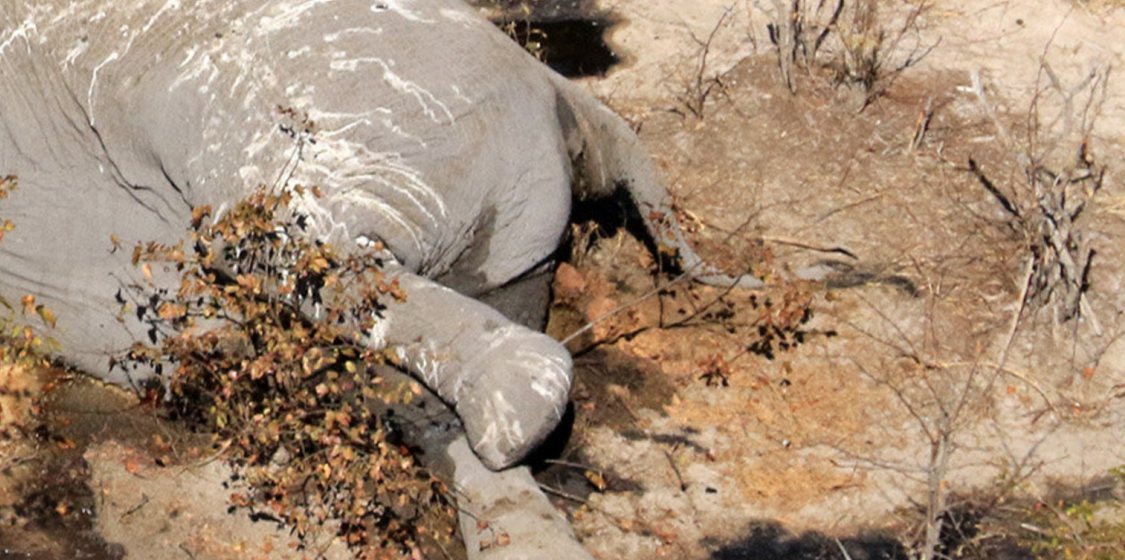 Elephant massacre in Botswana 1