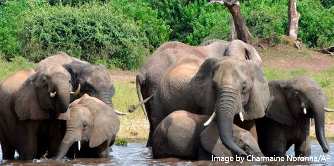 Botswana’s elephants: myths vs facts 1