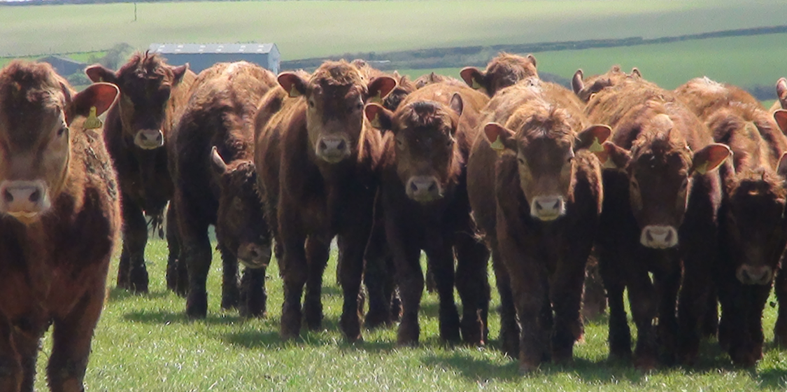 Godfray Review shifts focus from badgers to farmers 1