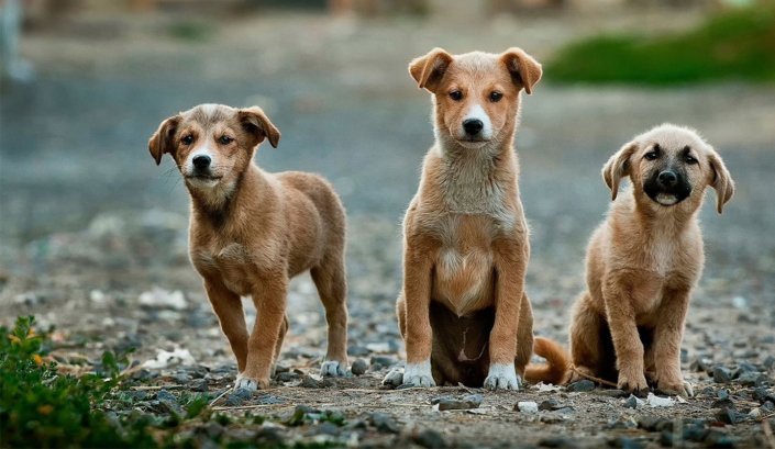 PAL calls on China to protect the bounty of our oceans or nations will flounder 4