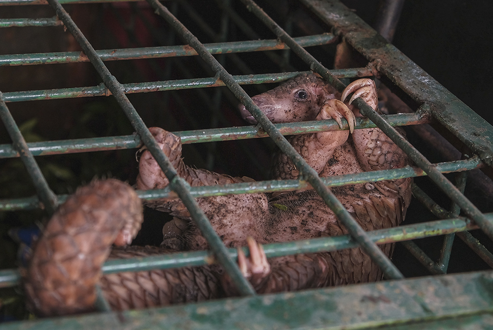 South Africa’s Despicable Live Wildlife Trade With China 1