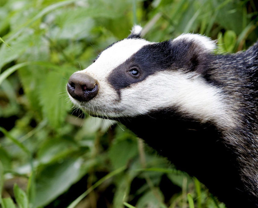 Badger killings
