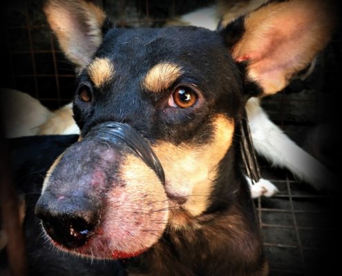 Philippine Dog Meat Trade
