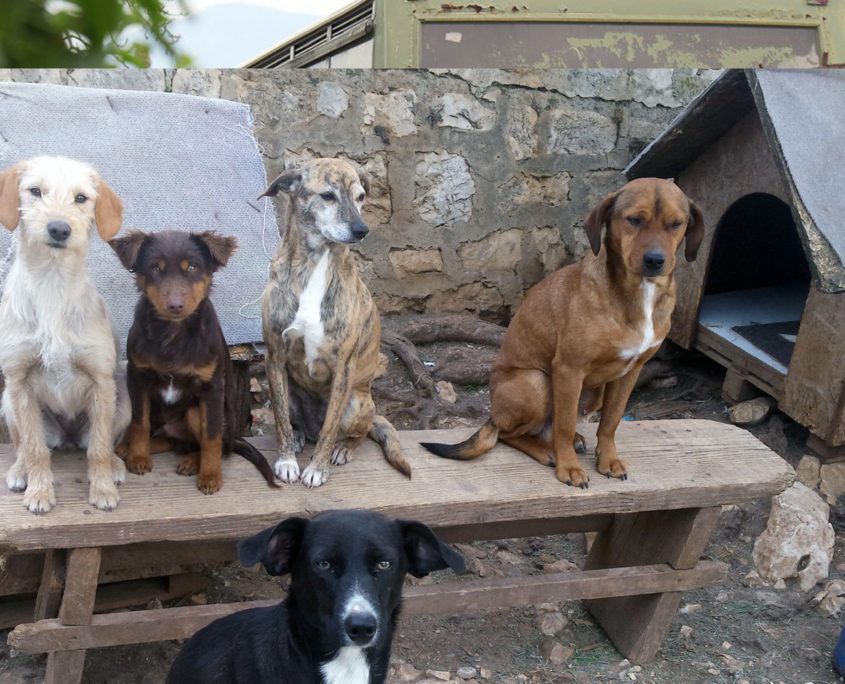 Street dogs of Dubrovnik