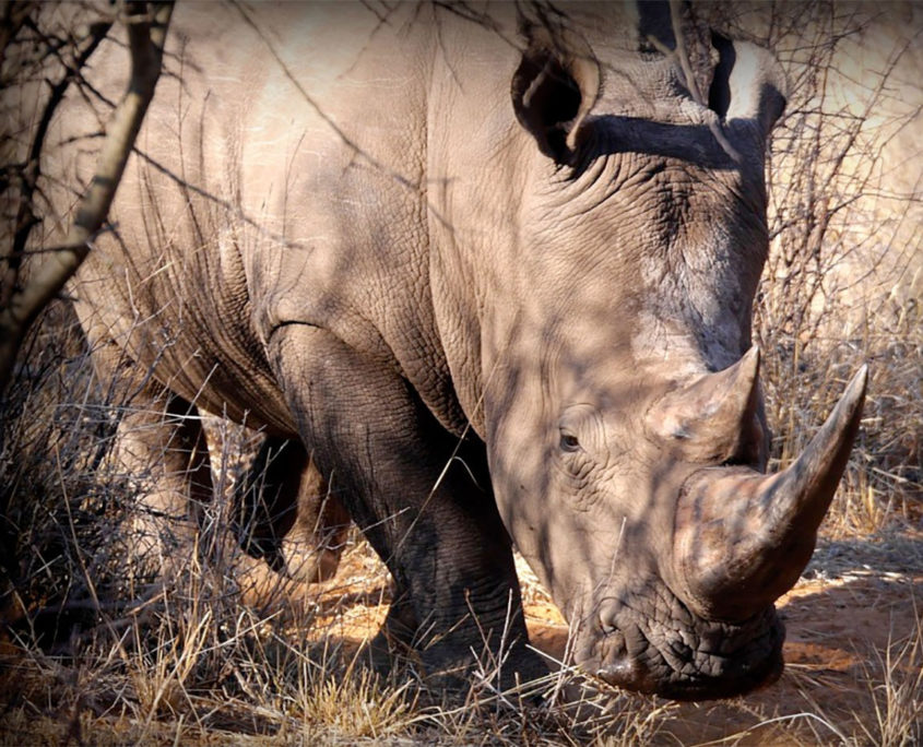 Elephants and rhinos