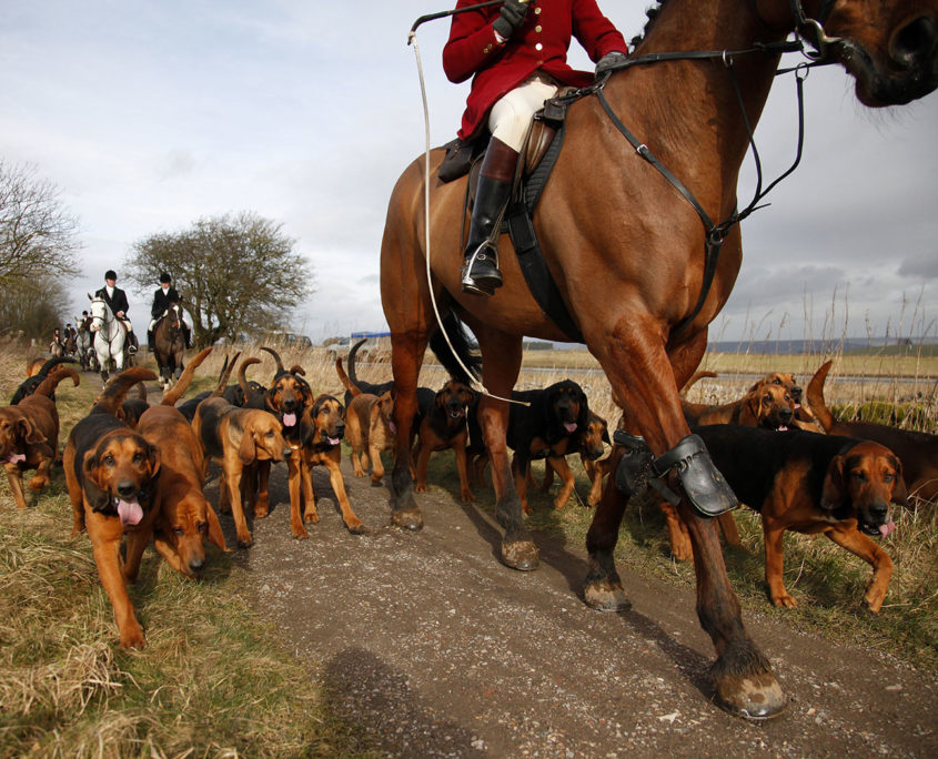 Hunting with hounds