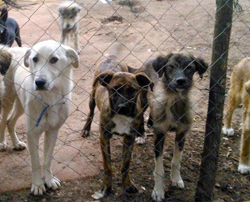 Political Animal Lobby 3