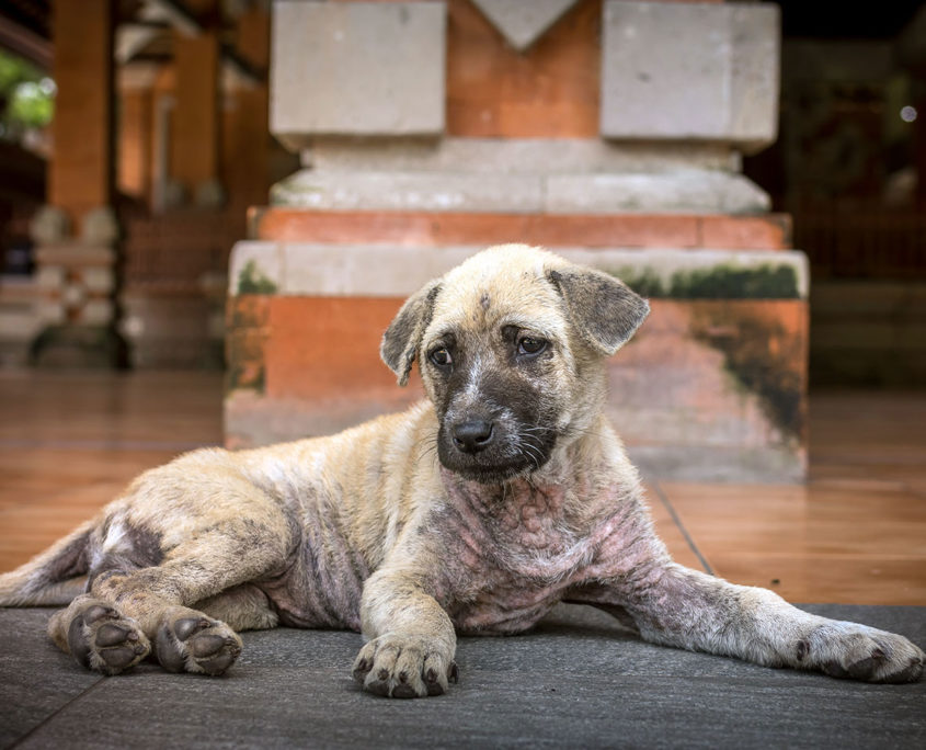 Animal shelters in Montenegro