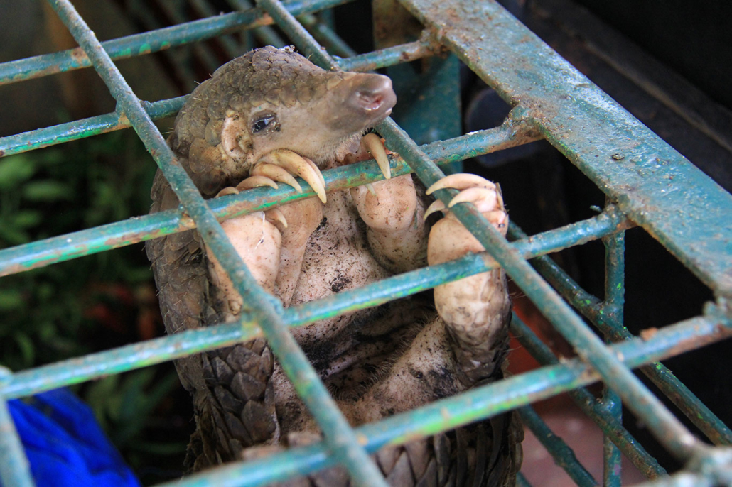 corona-2 Coronavirus 5