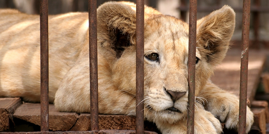 South Africa’s Despicable Live Wildlife Trade With China 3