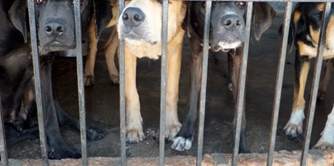 Taiwan dog meat ban raises hope across Asia 1