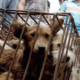 Yulin is the evil headquarters of China’s animal cruelty