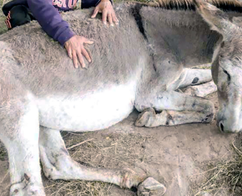 Political Animal Lobby 4