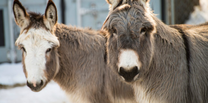 Donkeys