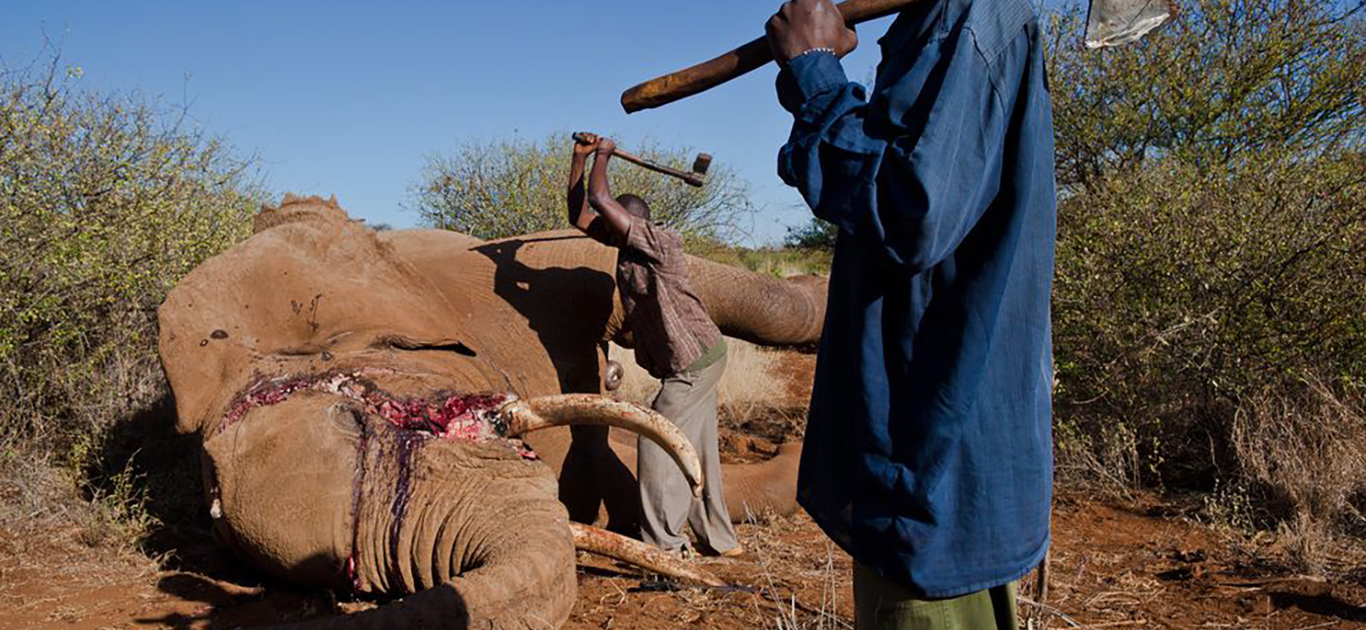 Elephant poaching increasing across Africa 1
