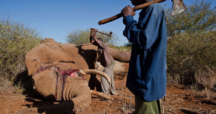 Political Animal Lobby 1