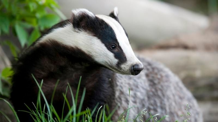 Badger