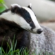 Badger