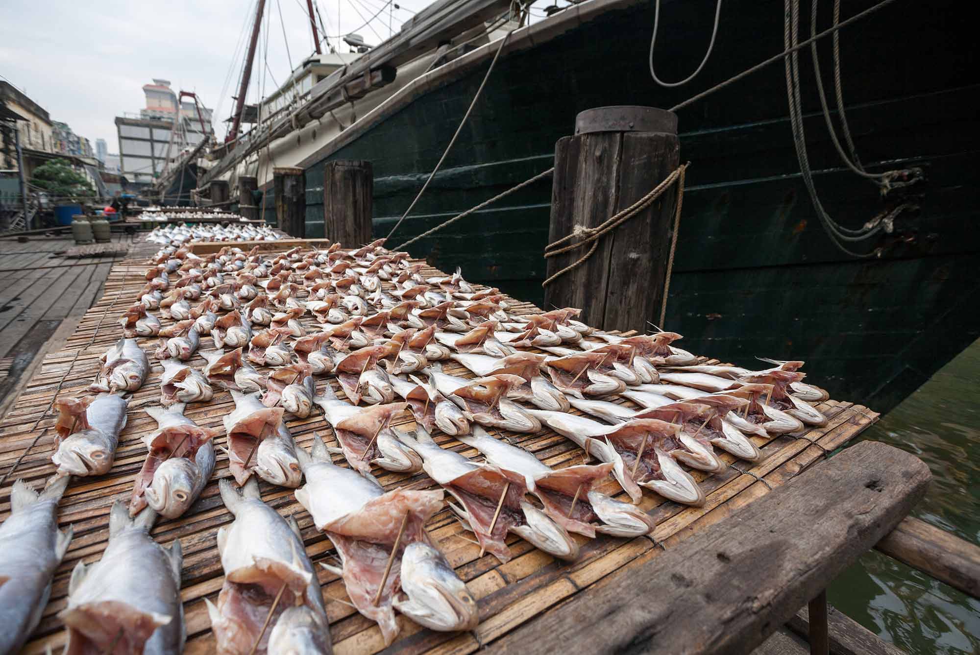 PAL calls on China to protect the bounty of our oceans or nations will flounder 1